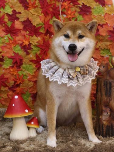 0241113マロンちゃん